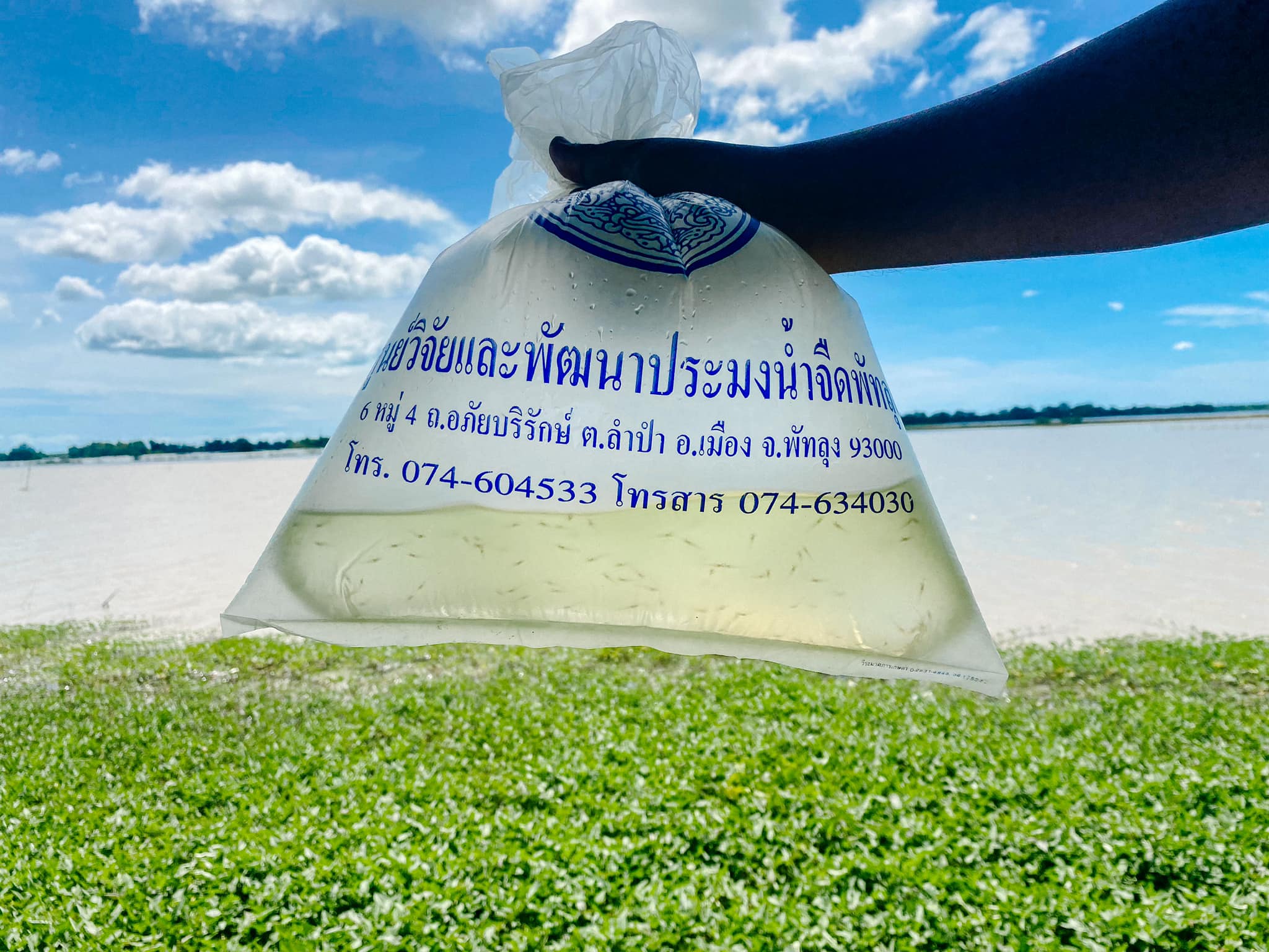 วันที่ 2 มิถุนายน 2565 เทศบาลตำบลเกาะนางคำ ร่วมกับ ศูนย์วิจัยและพัฒนาประมงน้ำจืดพัทลุง จัดกิจกรรมจิตอาสา ปล่อยพันธุ์กุ้ง-ปลา และพัฒนาบริเวณสระน้ำ ประปา (ทุ่งใน) หมู่ 8 ตำบลเกาะนางคำ อำเภอปากพะยูน จังหวัดพัทลุง